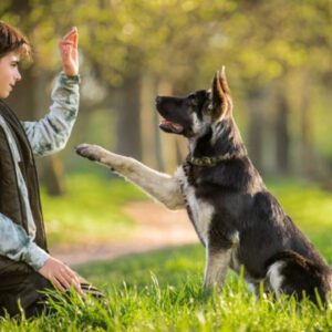 Curso Básico The Smartk9